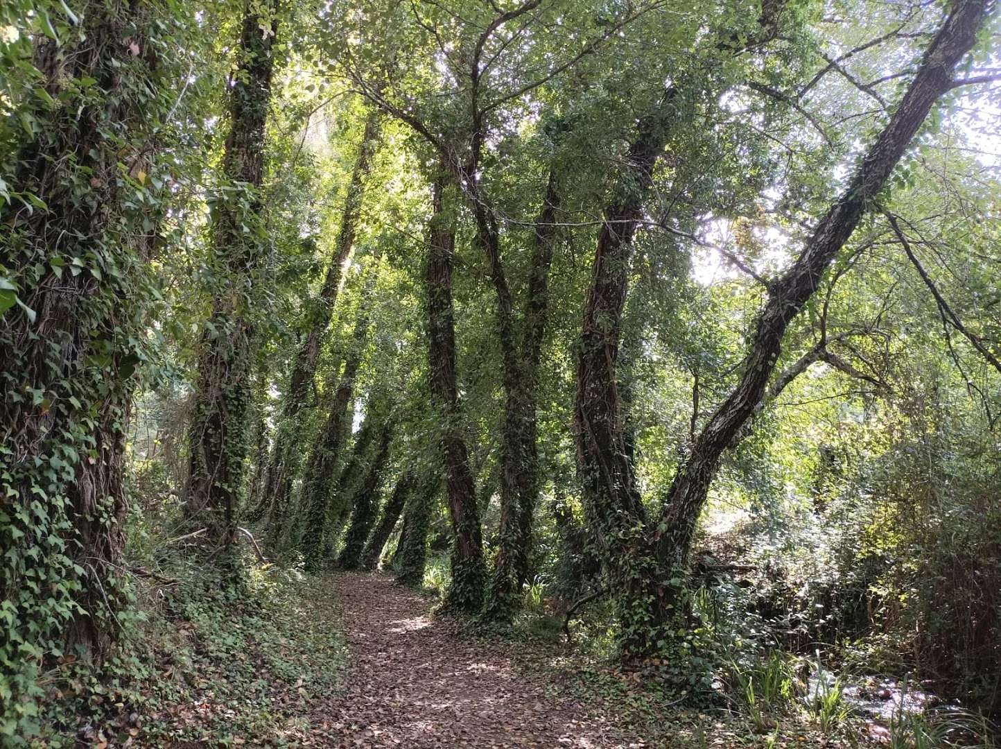 Bosque de las Letras