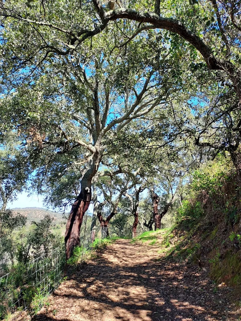 Foto 4 de Camino Jabugo-Castaño del Robledo