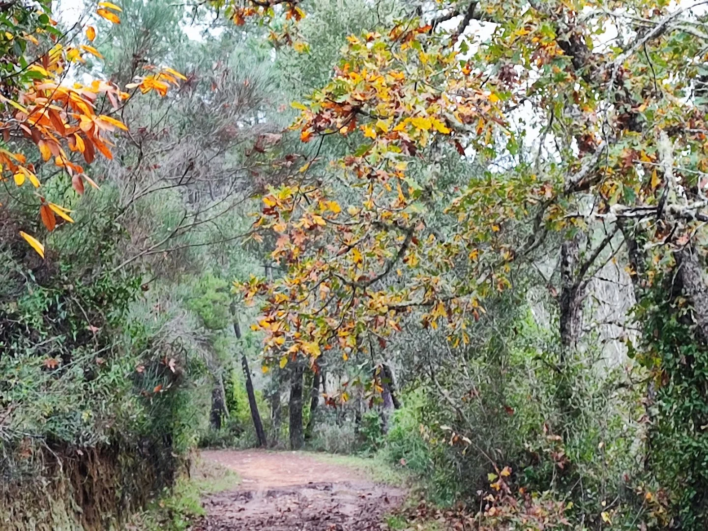 Foto 4 de Campo en Galaroza