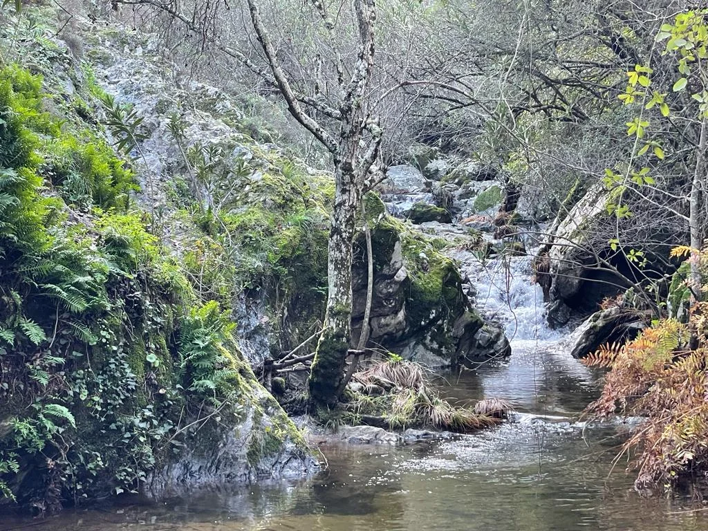 Circular Cortelazor