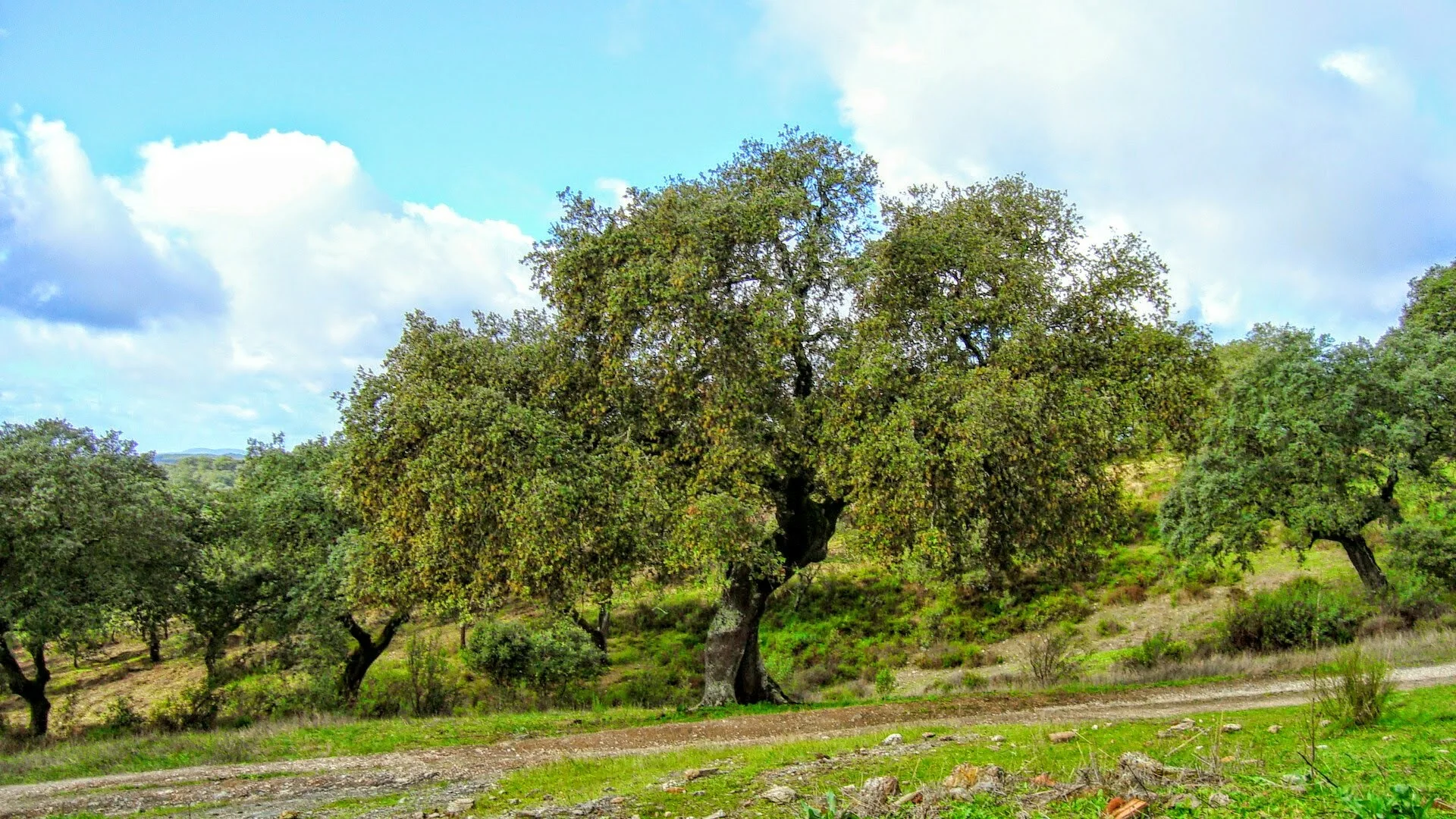 Cortijo de Alpiedras
