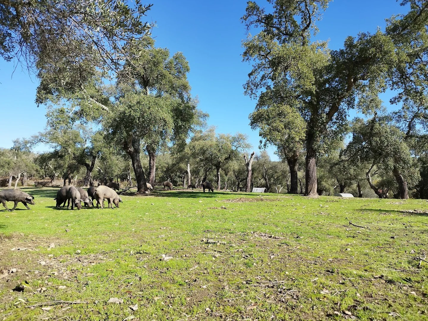 Inicio de Ruta de Ibericos Vazquez