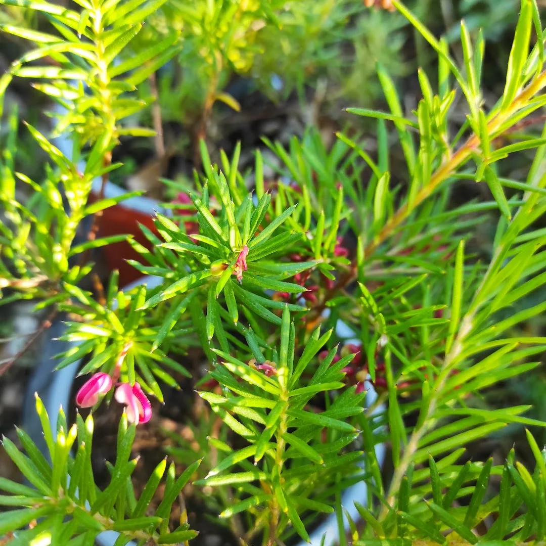 Foto 4 de La Mano Verde Servicio de Jardinería y Paisajismo