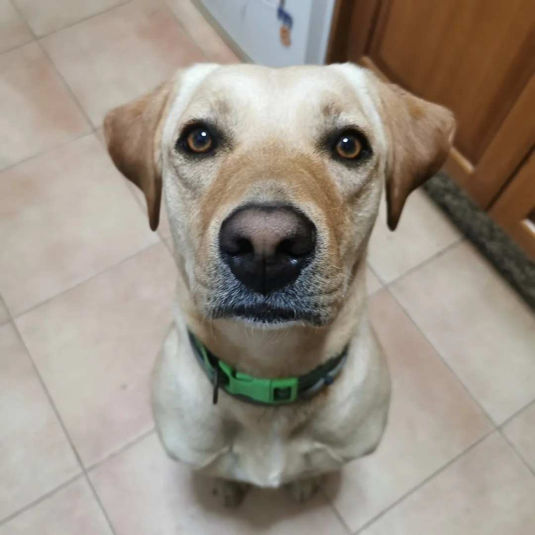 Foto 4 de LaVida Vet. Consulta Veterinaria Especialista en Pequeños Animales y Exóticos