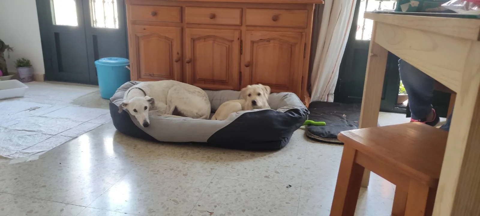 Foto 5 de LaVida Vet. Consulta Veterinaria Especialista en Pequeños Animales y Exóticos