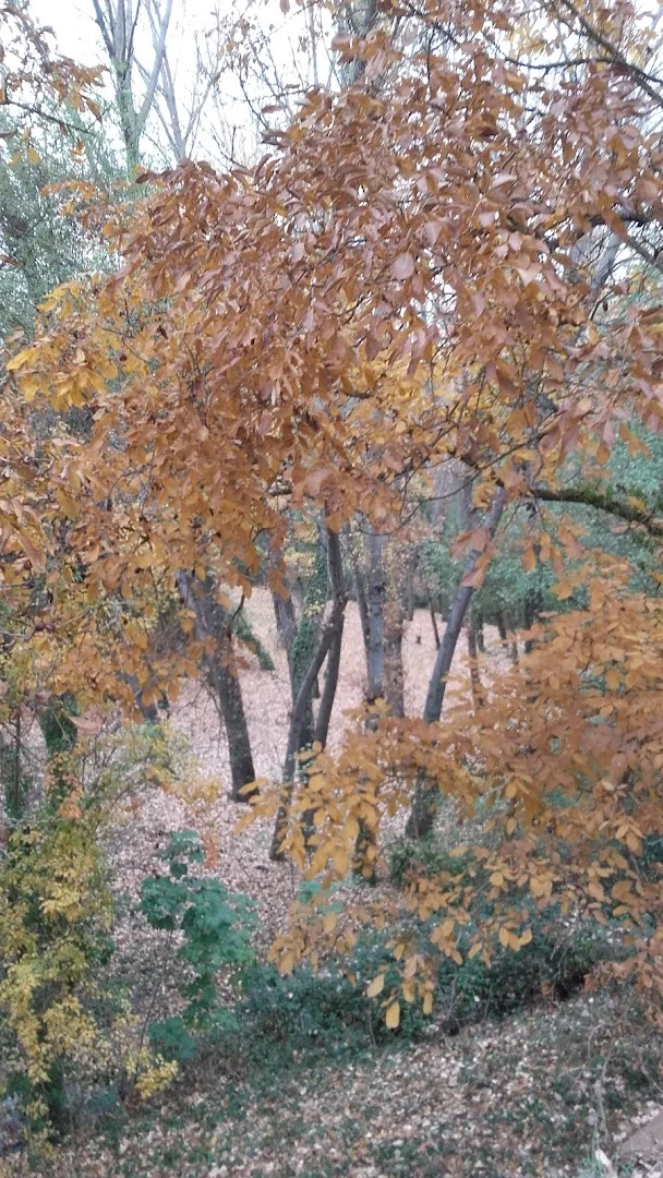 Foto 4 de Merendero Del Puente Del Bao