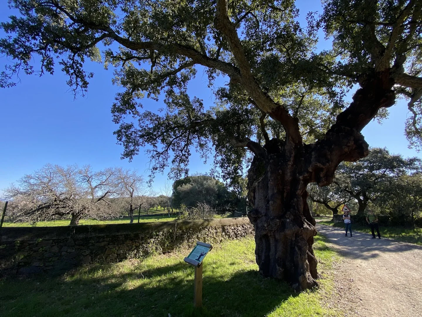 Monumento Natural Encina de la Dehesa de San Francisco