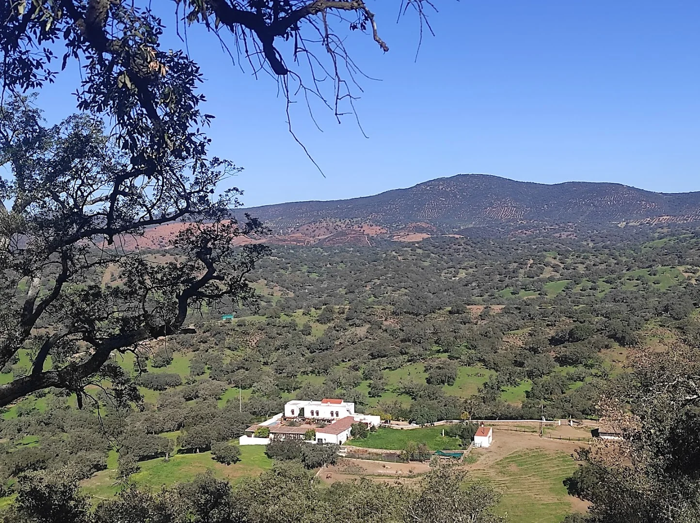 Foto 4 de Monumento Natural Encina de la Dehesa de San Francisco