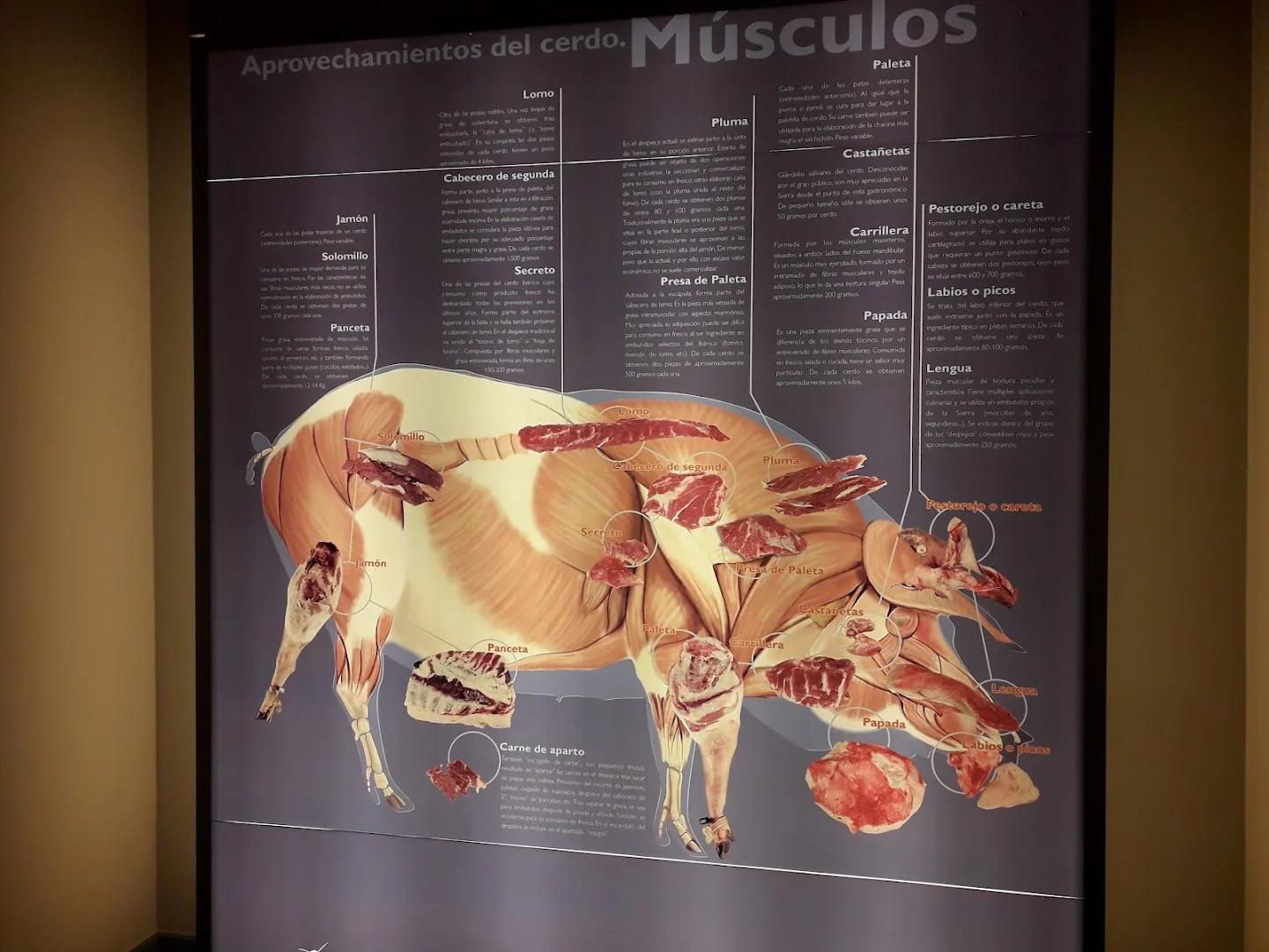 Foto 5 de Museo del Jamón