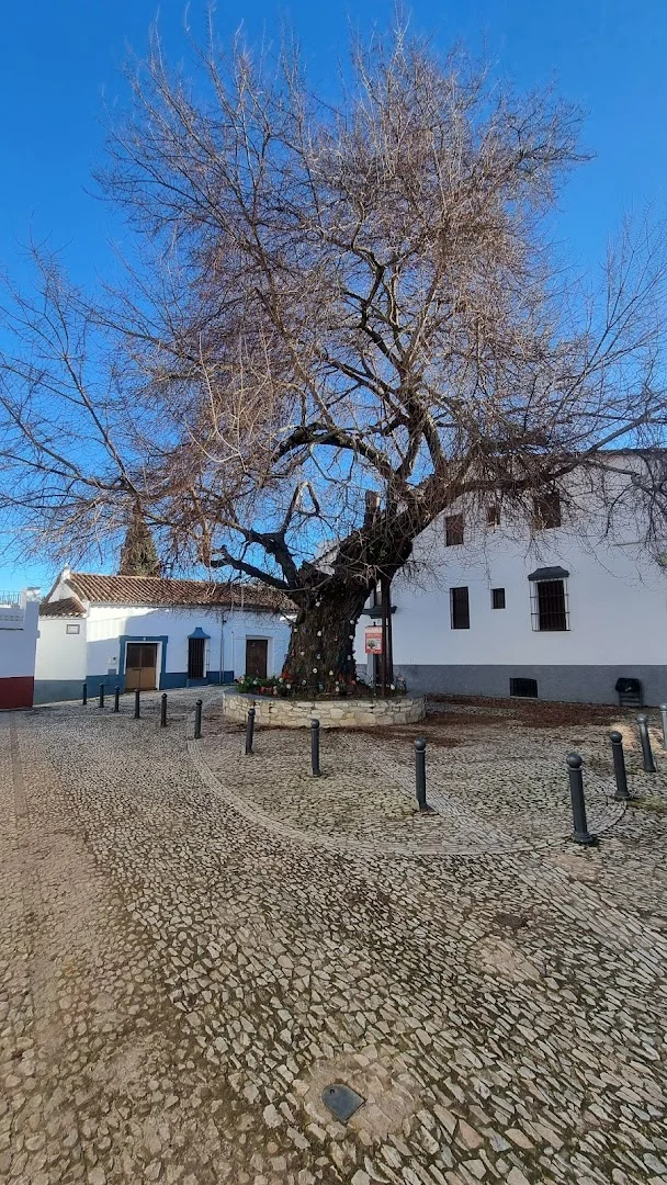 Olmo Milenario