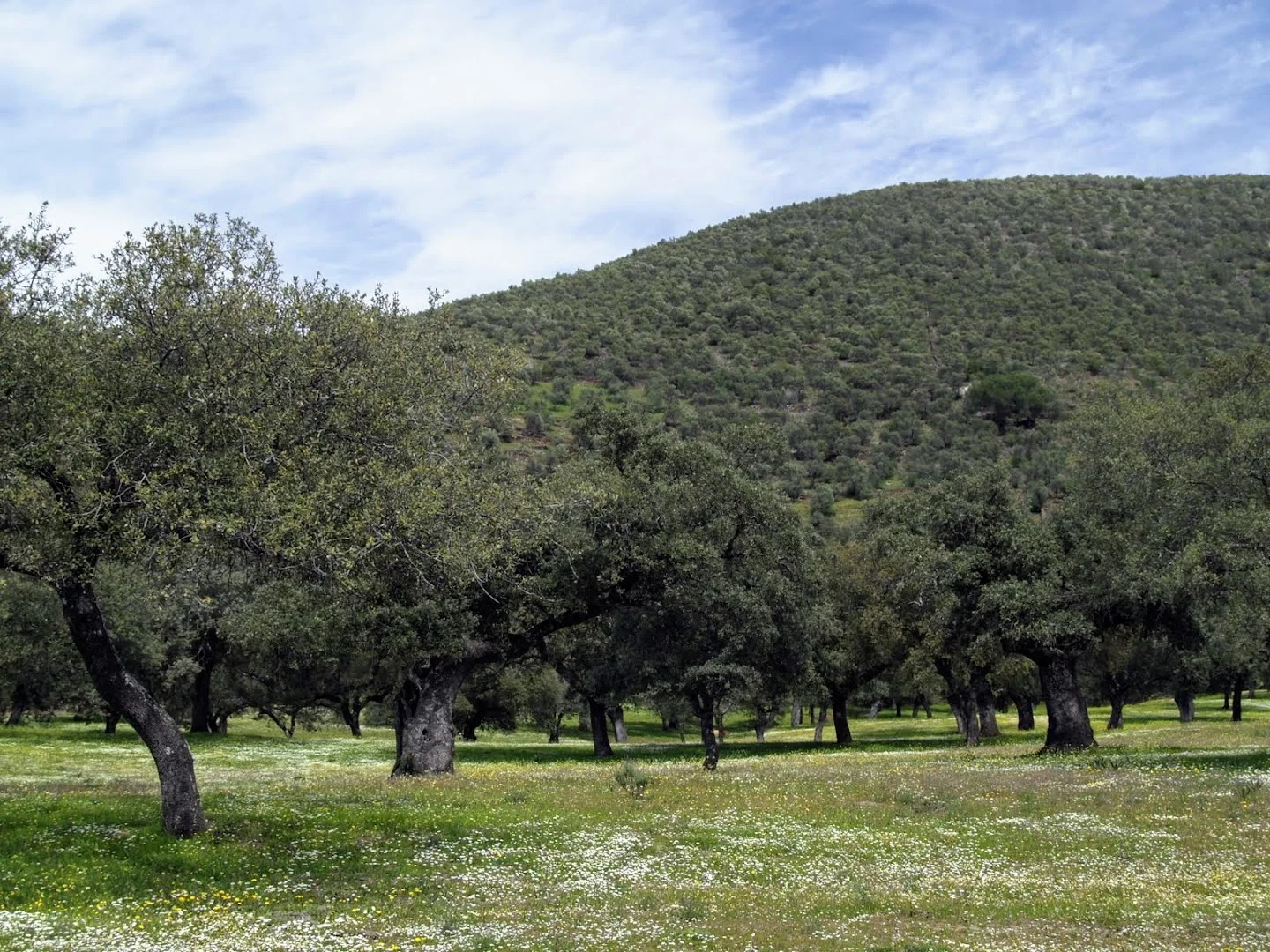 Parque Natural de Sierra de Aracena y Picos de Aroche