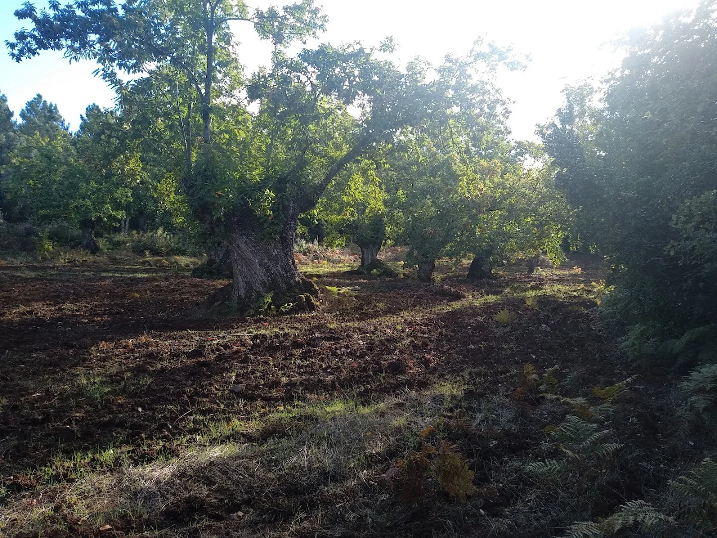 Foto 4 de Pino De La Atalaya