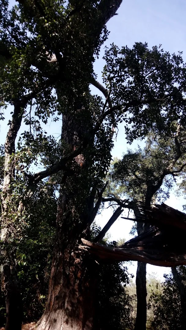 Foto 5 de Pino De La Atalaya