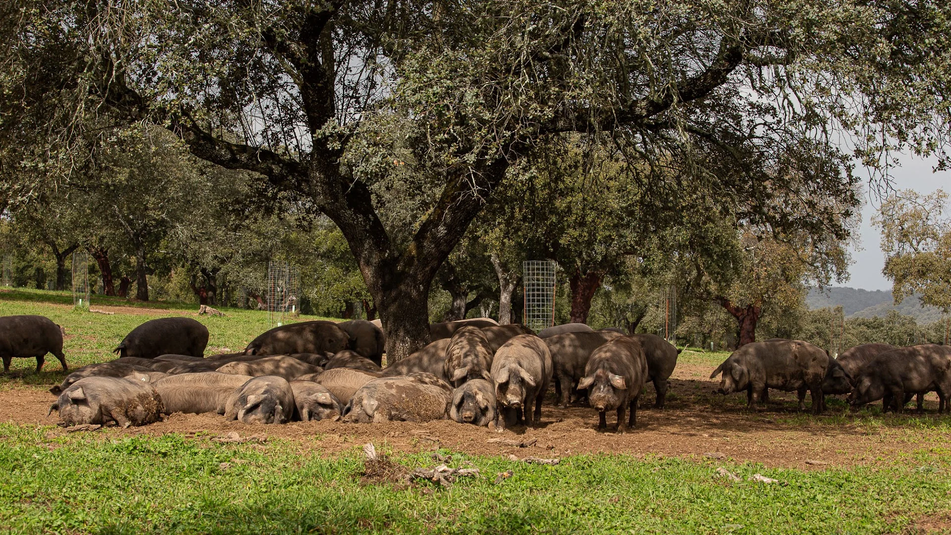 Foto 4 de Sapiencia Ibérica de Hermanos Cárdeno S.L. (DOP Jabugo)