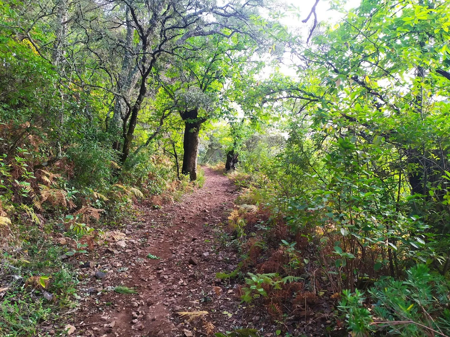 Sendero a Fuenteheridos