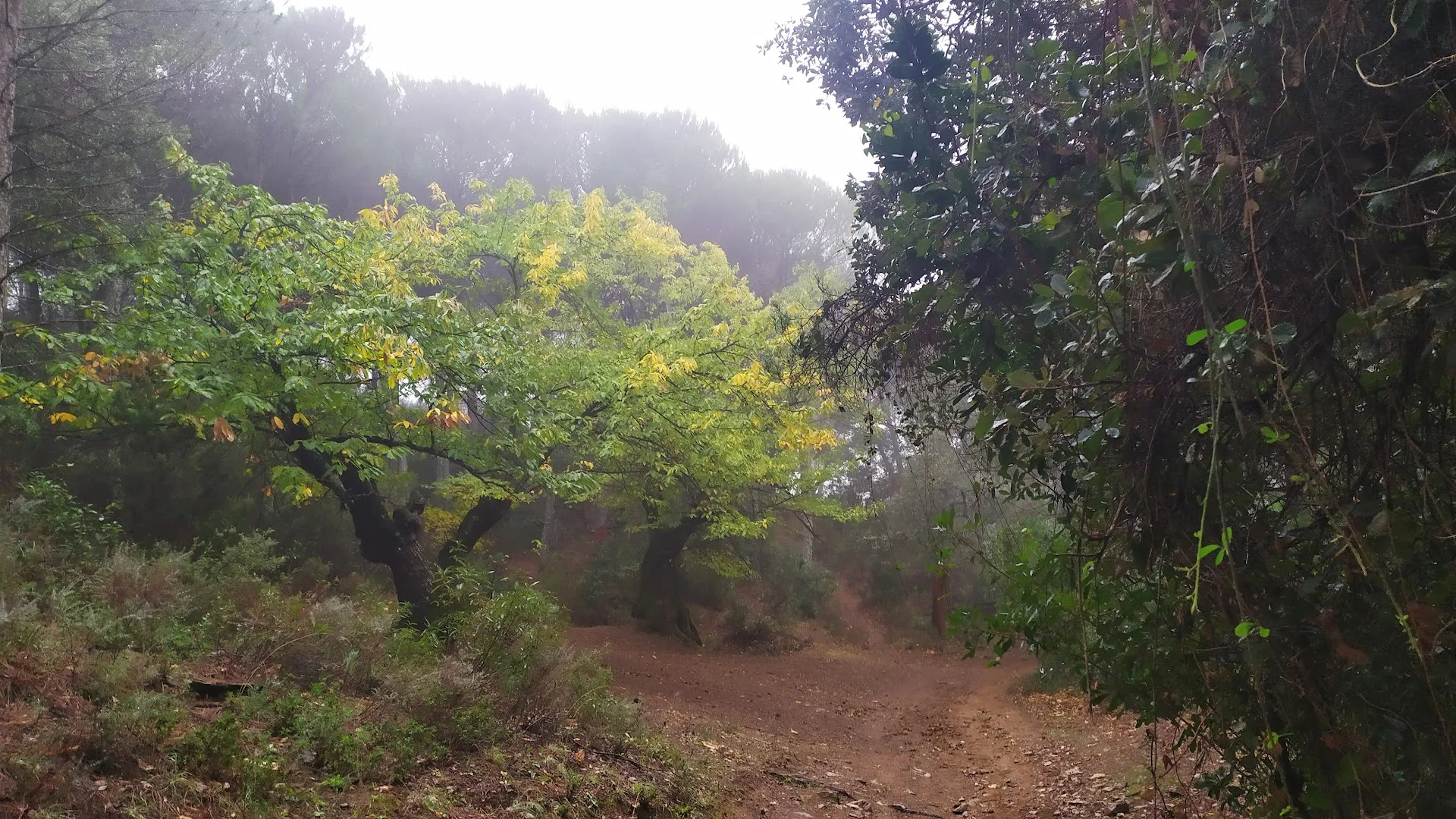Sendero a Santa Ana la Real