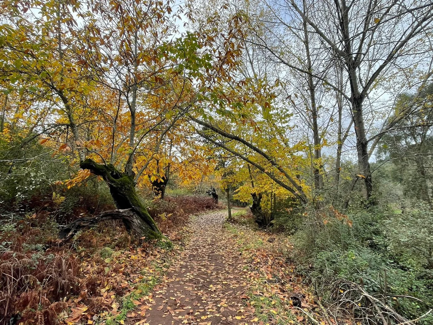 Foto 4 de Sendero Castaño de Robledo - Puente de los Casares