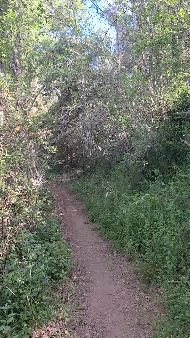 Foto 3 de Sendero Castaño del Robledo - Galaroza (Ribera de Jabugo)