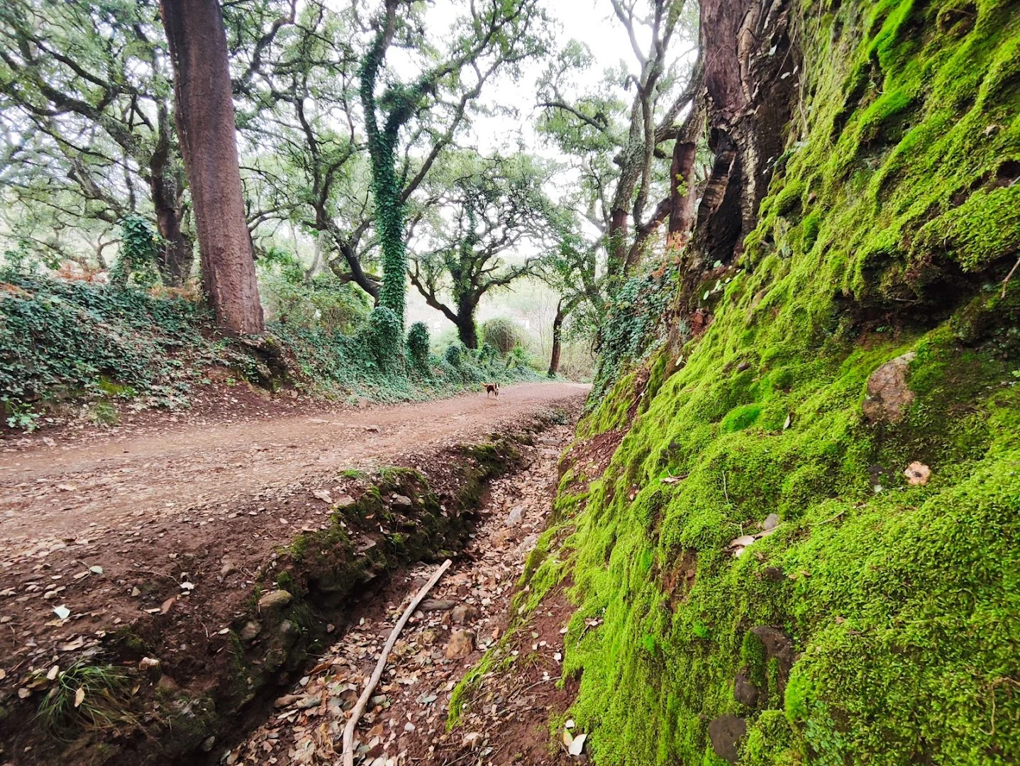 Foto 5 de Sendero del Risco de Levante - Los Senderos Más Bonitos de España