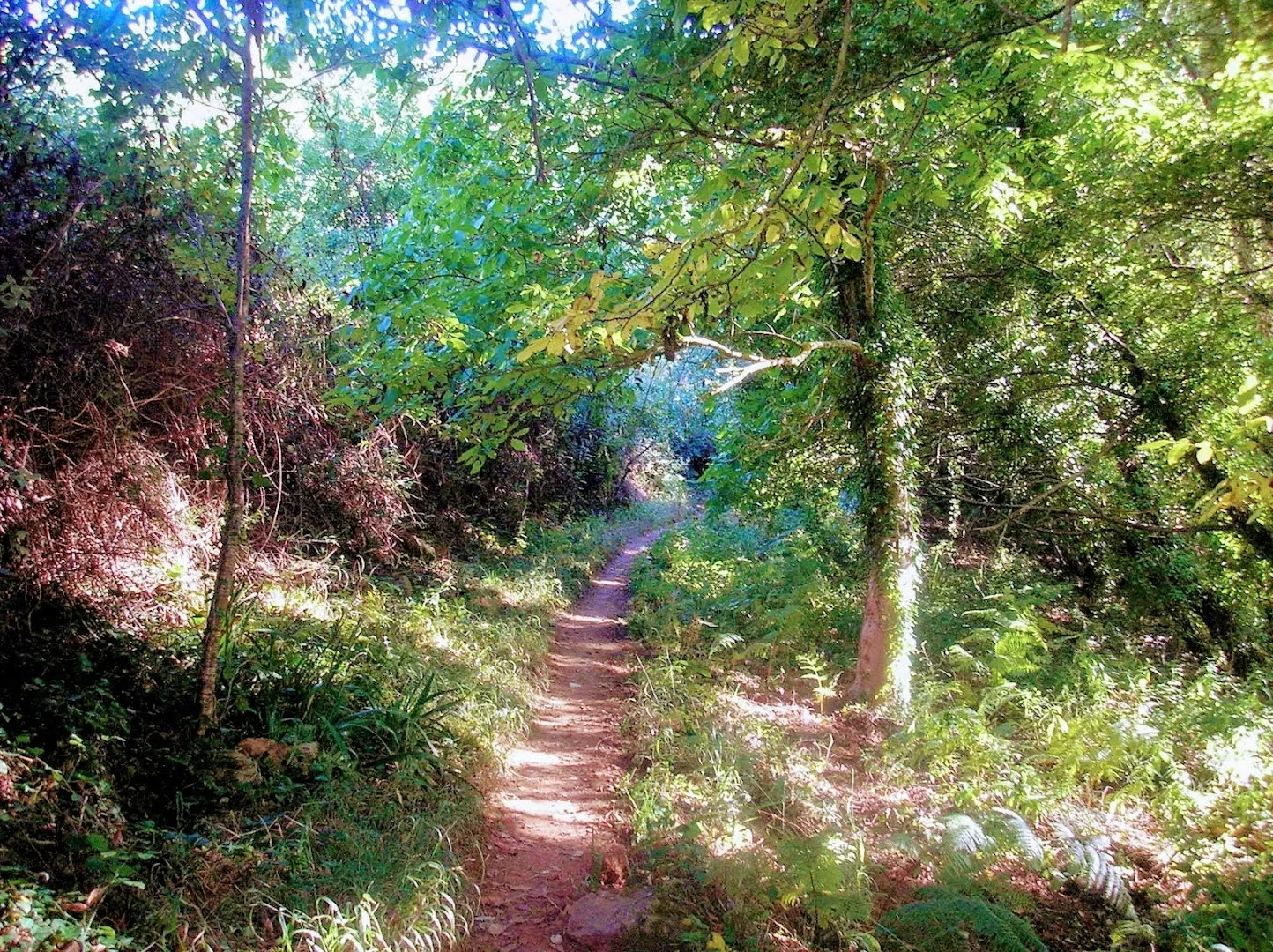 Sendero Galaroza - Castaño del Robledo (Ribera de Jabugo)