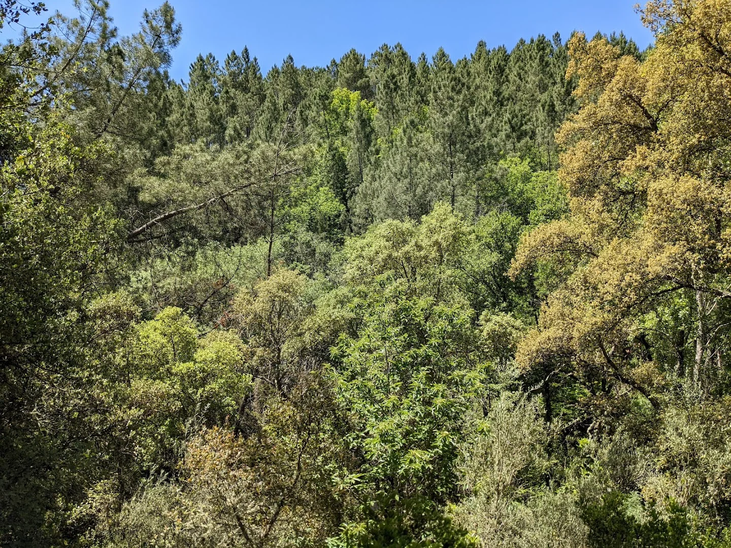 Foto 4 de Sendero Galaroza - Castaño del Robledo (Ribera de Jabugo)