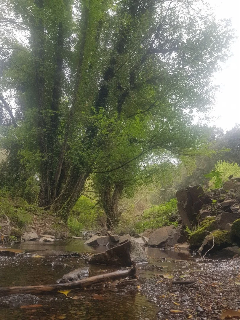 Foto 5 de Sendero Galaroza - Castaño del Robledo (Ribera de Jabugo)