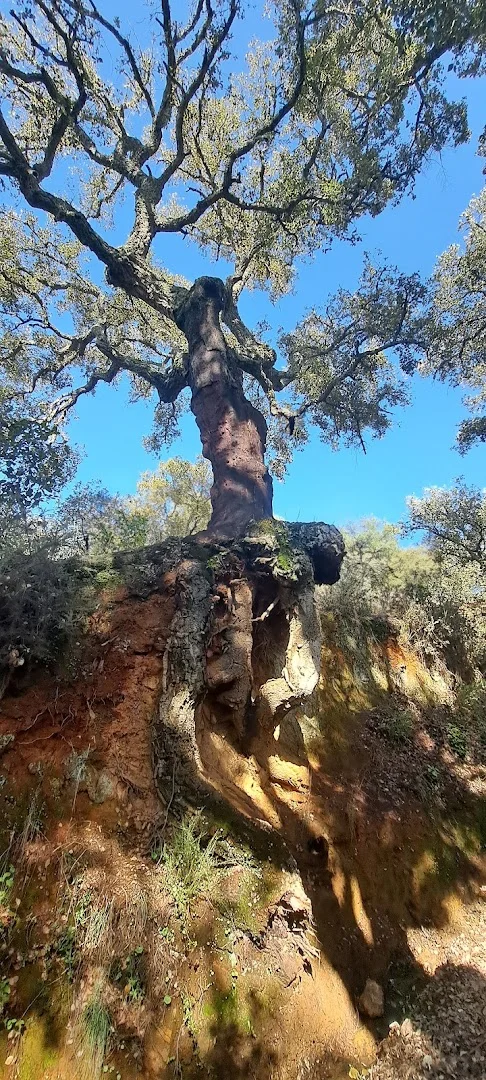 Foto 4 de Sendero Jabugo-Los Romeros-Cortegana