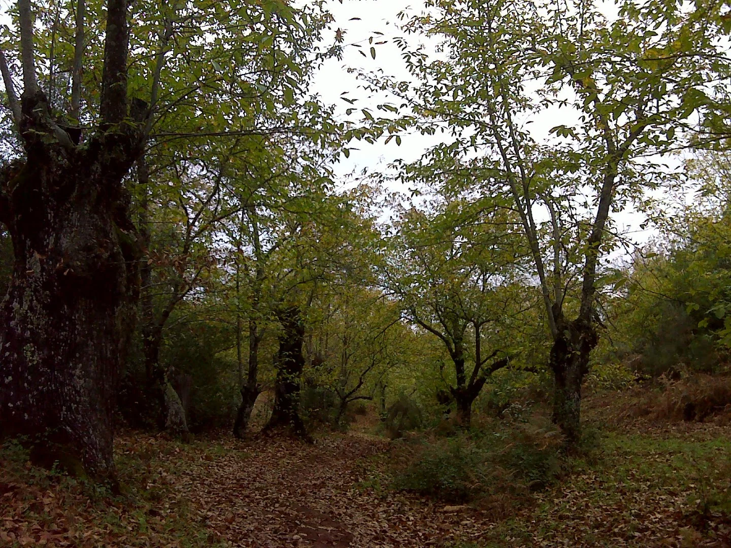 Foto 4 de Sendero Rodeo al Cerro del Castaño