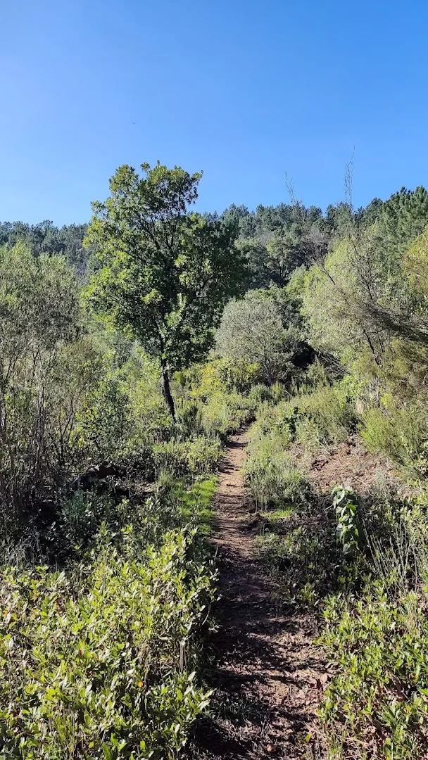 Sendero Santa Ana - Castaño del Robledo