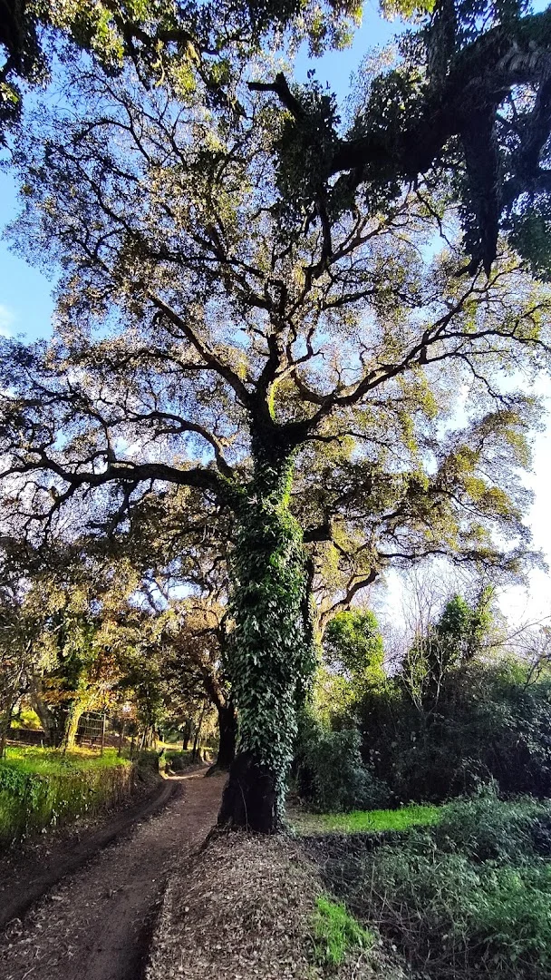 Foto 4 de Sendero Santa Ana - Castaño del Robledo