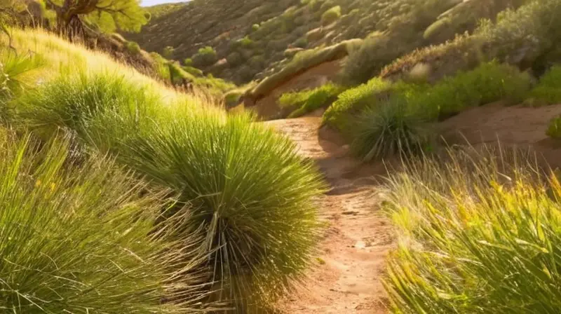 Un sendero sinuoso bordea un paisaje árido con vegetación verde y arbustos secos bajo la luz cálida del sol