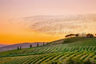 Un grupo de estorninos llena el cielo sobre las colinas ibéricas