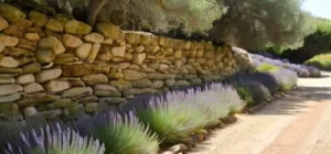 Un serpenteante camino de montaña está rodeado por olivos y matorrales